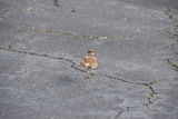 DSC_0498.JPG
