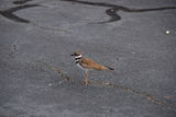 DSC_0506.JPG