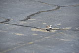 DSC_0666.JPG